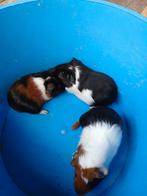 Cavia's, Dieren en Toebehoren, Knaagdieren, November, Mannelijk, Cavia