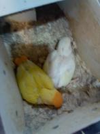 Twee jonge agapornis rosecollies om tam te maken, Dieren en Toebehoren, Vogels | Parkieten en Papegaaien, Geslacht onbekend, Dwergpapegaai of Agapornis