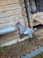 Blauwschimmel geitje 6 maanden grijs blauw klein dwerg, Dieren en Toebehoren, Schapen, Geiten en Varkens, Vrouwelijk, Geit, 0 tot 2 jaar