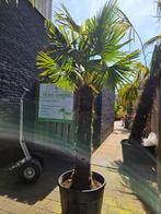 Palmbomen winterhard Trachycarpus Fortunei, Ophalen of Verzenden, Zomer, Volle zon, Palmboom