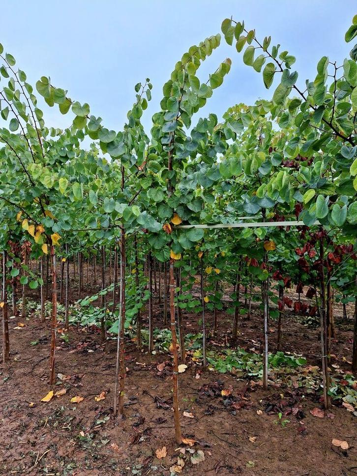 Cercis Siliquastrum 🌺 (Judasboom), Tuin en Terras, Planten | Bomen, Overige soorten, Volle zon, Ophalen