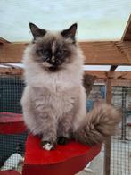 Moeder Sibeer en dochter Neva Masquerade Hypoallergeen, Dieren en Toebehoren, Katten en Kittens | Raskatten | Langhaar, Poes, Gechipt