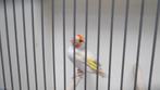 majoor putter  2024, Dieren en Toebehoren, Vogels | Overige Vogels, Vrouwelijk, Wildzangvogel, Geringd