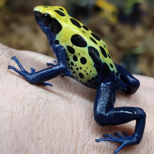 Dendrobates tinctorius 'Sipaliwini groen', Dieren en Toebehoren, Reptielen en Amfibieën, Amfibie