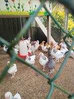 Zeldzame Krielen te koop., Dieren en Toebehoren, Pluimvee, Vrouwelijk, Kip