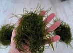 Javamos te koop!!, Dieren en Toebehoren, Vissen | Aquaria en Toebehoren, Ophalen, Nieuw, Plant(en), Steen of Hout