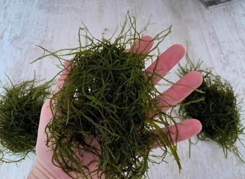 Javamos te koop!!, Dieren en Toebehoren, Vissen | Aquaria en Toebehoren, Nieuw, Plant(en), Steen of Hout, Ophalen