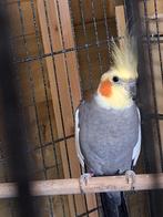 Koppel valkparkieten, Meerdere dieren, Parkiet