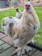 Lieve cochin haan, Dieren en Toebehoren, Pluimvee, Mannelijk, Kip