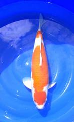 Kohaku, Dieren en Toebehoren, Vissen | Vijvervissen, Karper of Koi