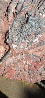 Scyphocrinites Camerata (lelie), Ophalen of Verzenden, Mineraal