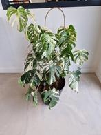 Grote Monstera Albo Variegata zeldzame kamerplant, Tuin en Terras, Planten | Tuinplanten, Ophalen, Vaste plant, Bloeit niet, Halfschaduw