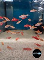 Puntius titteya albino – Sherry Barbeel albino, Vis, Zoetwatervis, Schoolvis