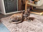 Maine Coon Kitten Poes, Black tortie smoke, Dieren en Toebehoren, Katten en Kittens | Overige Katten, Meerdere dieren