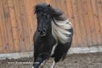 (Drachtige) NMPRS merrie's, Dieren en Toebehoren, Pony's, Merrie, Niet van toepassing, 0 tot 2 jaar, A pony (tot 1.17m)