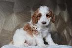 Australian Labradoodle teefje zoekt gastgezin, Parvo, 8 tot 15 weken, Teef, Eén hond