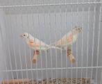 Koppel Harlekijn, Dieren en Toebehoren, Vogels | Kanaries, Meerdere dieren, Postuurkanarie