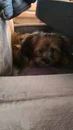 19 weken oude maltipoo puppy te koop, Dieren en Toebehoren, Honden | Chihuahua's en Gezelschapshonden, Poedel, 15 weken tot 1 jaar