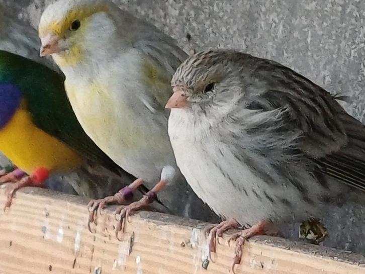 Geel agaat  mozaiek kanaries   plus  goldamedines, Dieren en Toebehoren, Vogels | Kanaries, Kleurkanarie, Meerdere dieren