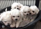 Huishoudster gezocht, gezin met 3 kids, honden, 3x4u p week, Diensten en Vakmensen, Wassen