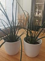 2 planten met pot, Ophalen, Overige soorten, Minder dan 100 cm