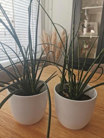 2 planten met pot beschikbaar voor biedingen