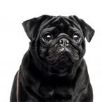Gezocht. Zwarte mops pup, Overige rassen, 8 tot 15 weken, Teef, Eén hond