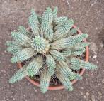 Euphorbia Mammilaria Variegata XXL p19
