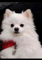 Pomeriaan hond, Dieren en Toebehoren, 1 tot 2 jaar, Teef, Eén hond, Nederland