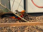 Trio goudfazanten - goudfazant, Dieren en Toebehoren, Pluimvee, Meerdere dieren, Overige soorten