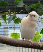 Gouldemadines, Meerdere dieren, Geringd