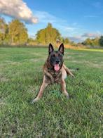 Bijna 11 jaar oude mechelse herder - wegens omstandigheden, Dieren en Toebehoren, 6 jaar of ouder, Reu, CDV (hondenziekte), Eén hond