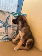 Hond, Particulier, Reu, Buitenland, Eén hond