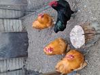 Te koop prachtige Orpington kriel haan., Dieren en Toebehoren, Pluimvee, Mannelijk, Kip