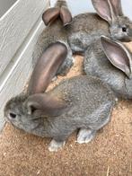 Vlaamse reus. Voor €7,50, Dieren en Toebehoren, Konijnen, Groot