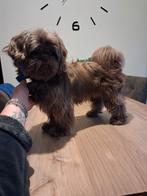 Shih tzu reu, Dieren en Toebehoren, Honden | Chihuahua's en Gezelschapshonden, Rabiës (hondsdolheid), 1 tot 2 jaar, Eén hond, Nederland