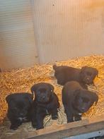 labrador puppies, Dieren en Toebehoren, Honden | Retrievers, Spaniëls en Waterhonden, 8 tot 15 weken, Labrador retriever, Meerdere