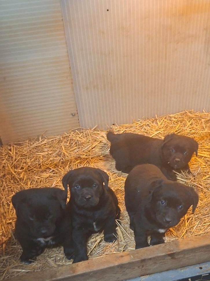 labrador puppies, Dieren en Toebehoren, Honden | Retrievers, Spaniëls en Waterhonden, Meerdere dieren, Labrador retriever, Particulier