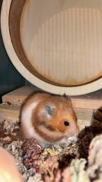 Hamster Winnie incl verblijf, Vrouwelijk, Hamster, Voor 1 juli 2024, Tam