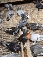 Takla, Dieren en Toebehoren, Vogels | Duiven, Meerdere dieren