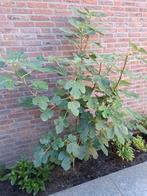 Vijgenplant 170 cm, Ophalen, Overige soorten, Volle zon