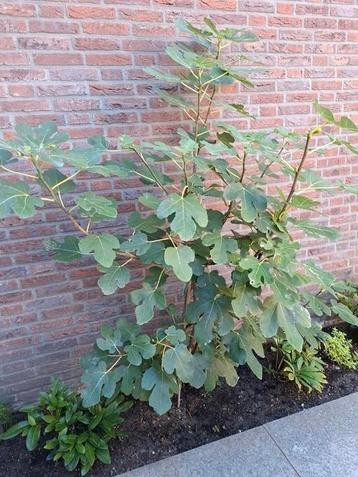 Vijgenplant 170 cm beschikbaar voor biedingen