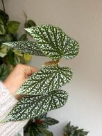 Begonia snowcap, 5x (gewortelde) stek, zie advertentie, Ophalen of Verzenden, Halfschaduw, Minder dan 100 cm