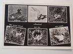 6 luik kaart met Vogels Ameland, Verzenden, 1980 tot heden, Gelopen, Waddeneilanden