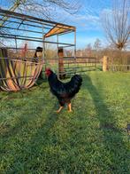 Barnevelder Haan, Mannelijk, Kip