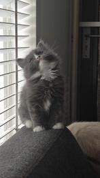 Ras kittens, Dieren en Toebehoren, Meerdere dieren