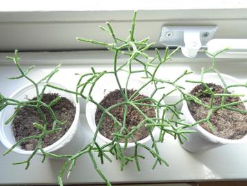 stekken KORAALCACTUS Rhipsalis heterocladain beschikbaar voor biedingen