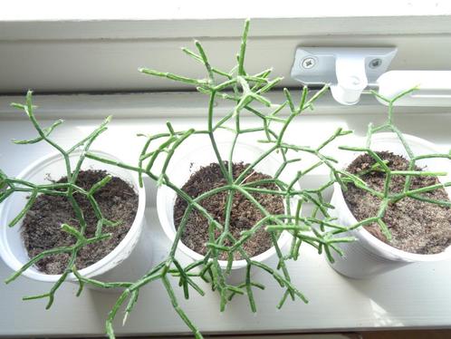 stekken KORAALCACTUS Rhipsalis heterocladain, Huis en Inrichting, Kamerplanten, Overige soorten, Minder dan 100 cm, Ophalen