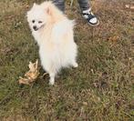 Pomeriaan zoekt nieuw huisje, Dieren en Toebehoren, Reu, 1 tot 2 jaar, Eén hond, Nederland