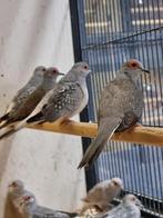 Bonte Diamantduif | Tropische duiven voor volière, Dieren en Toebehoren, Vogels | Duiven, Meerdere dieren, Overige soorten